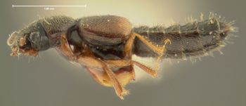 Media type: image;   Entomology 24066 Aspect: habitus lateral view